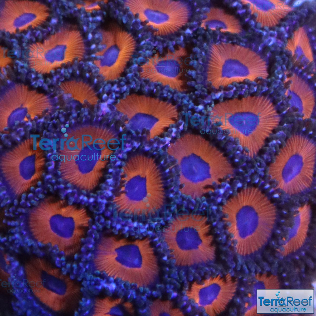 soft-coral-terrareef