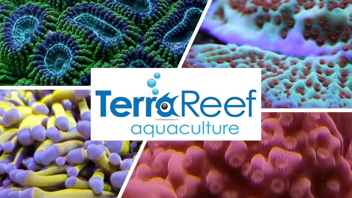 Aquacultured live coral frags TerraReef Aquaculture