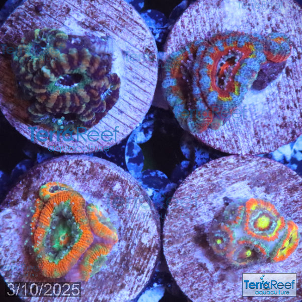 Micromussa "Acan" Coral Four Pack WYSIWYG 1BLeft