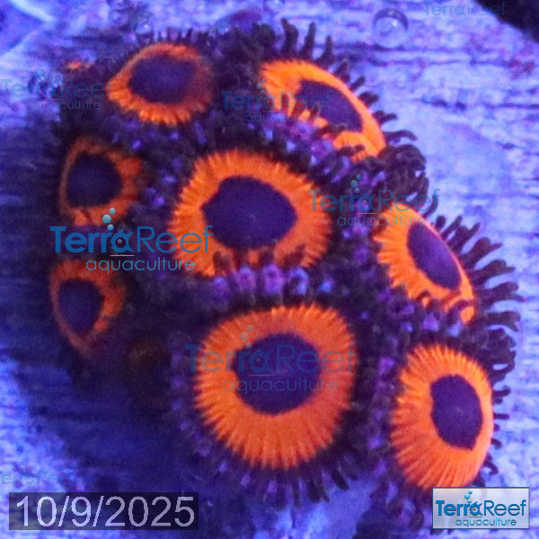 Red Zoanthids Coral WYSIWYG Frag 26