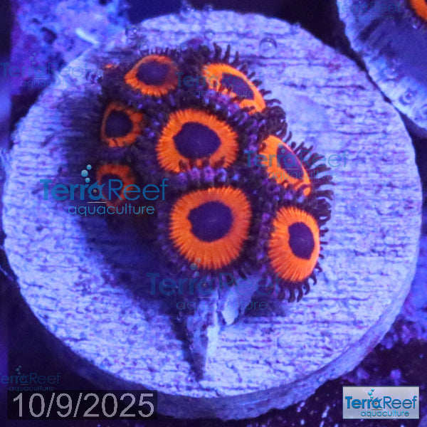 Red Zoanthids Coral WYSIWYG Frag 26