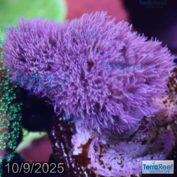 Soft Coral Finger Leather Sinularia Frag Stock