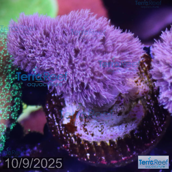 Soft Coral Finger Leather Sinularia WYSIWYG Frag 5Left