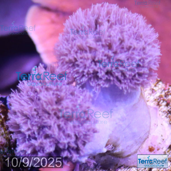 Soft Coral Finger Leather Sinularia Frag Stock