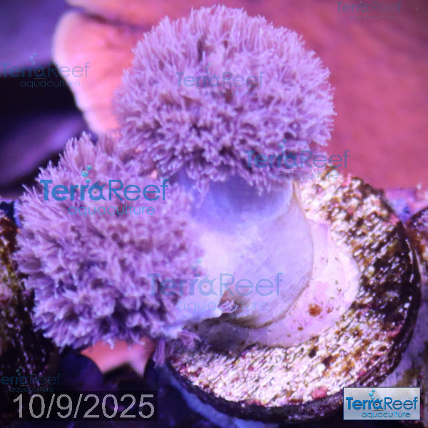 Soft Coral Finger Leather Sinularia WYSIWYG Frag 8Middle