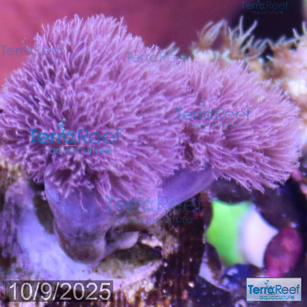 Soft Coral Finger Leather Sinularia WYSIWYG Frag 7Right
