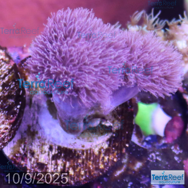 Soft Coral Finger Leather Sinularia WYSIWYG Frag 7Right