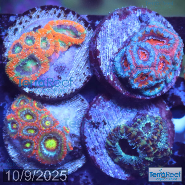 Micromussa "Acan" Coral Four Pack WYSIWYG 5Middle