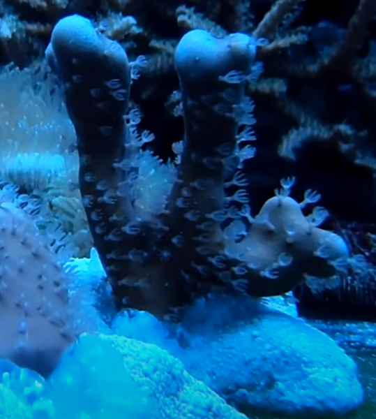 Blue ridge coral