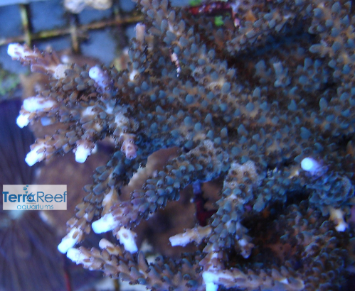 Blue tip Acropora Stock