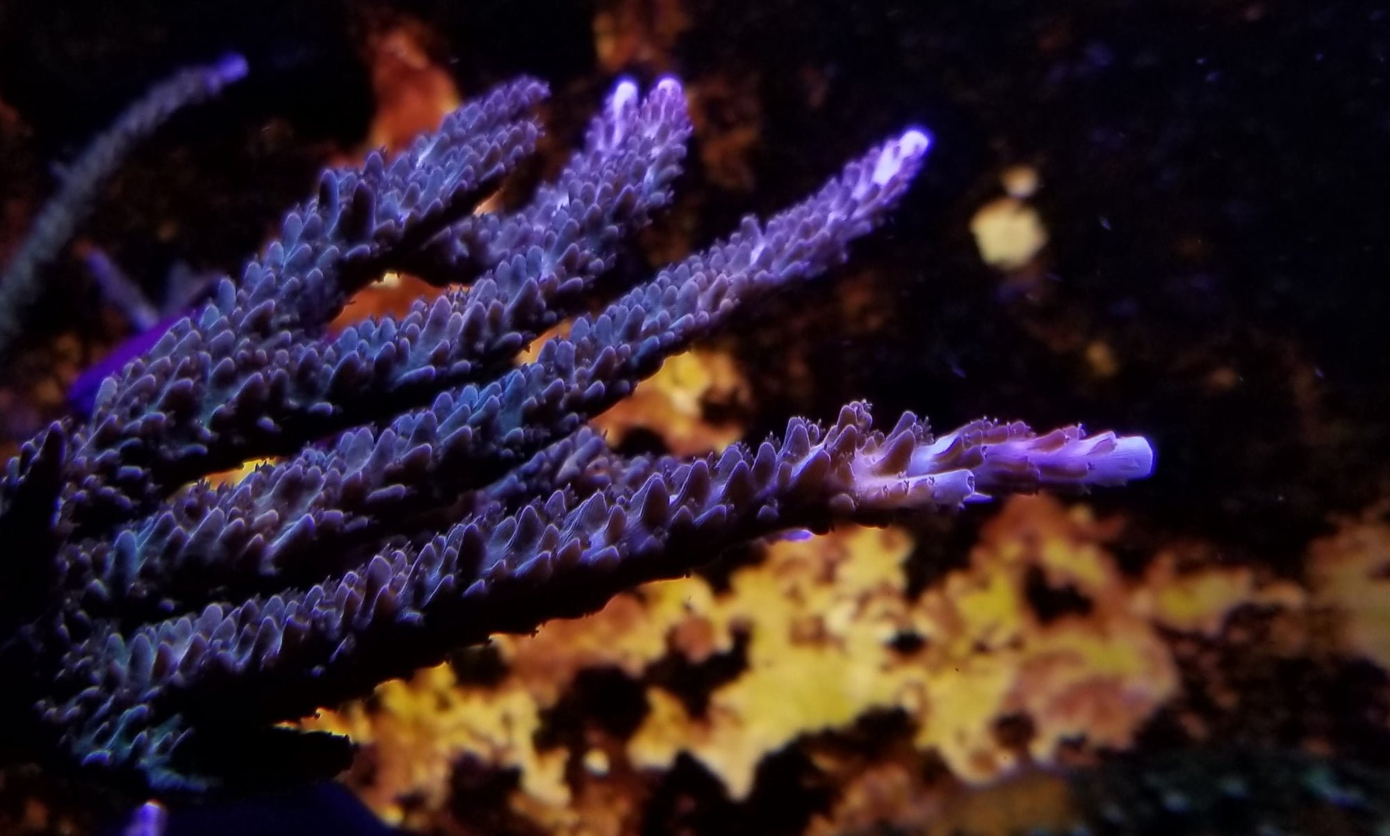 Blue tip Acropora Stock