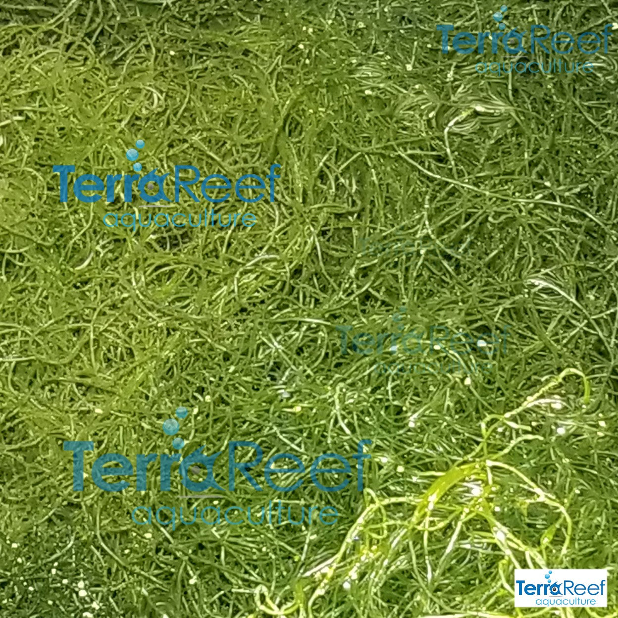 "Clean" Chaeto Macro Algae