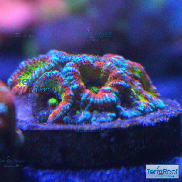 Holy Grail Micromussa Coral Micro F2M Stock