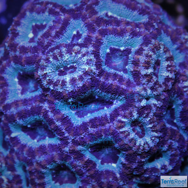 Teal Micromussa lordhowensis Premium "Acan lord" Coral Frag Stock
