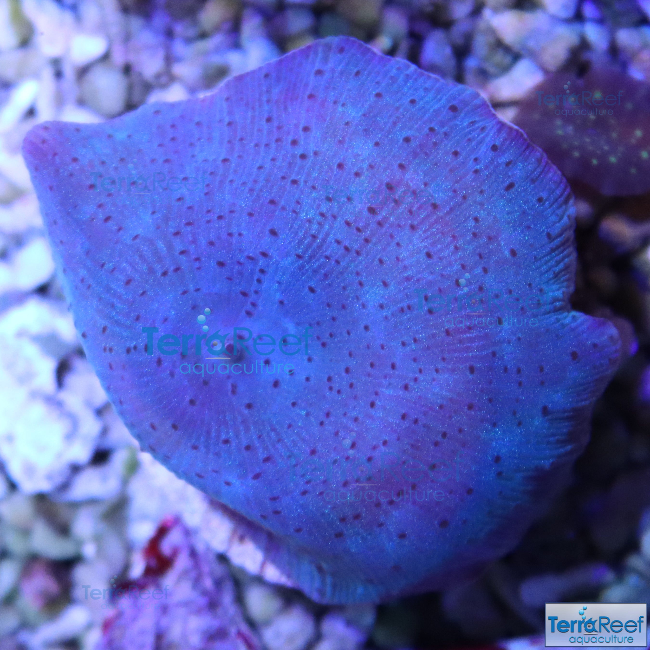 Blue Mushroom Stock