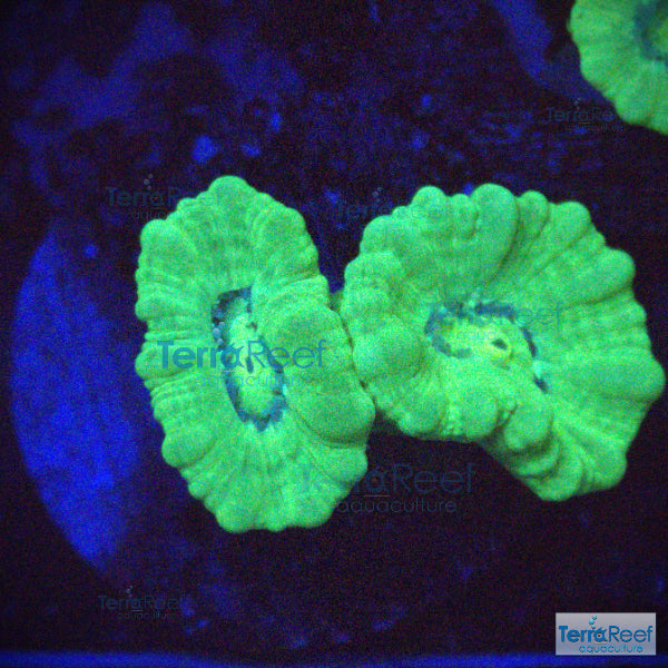 Nuclear Trumpet (Candy Cane Coral) WYSIWYG Frag 2 TerraReef