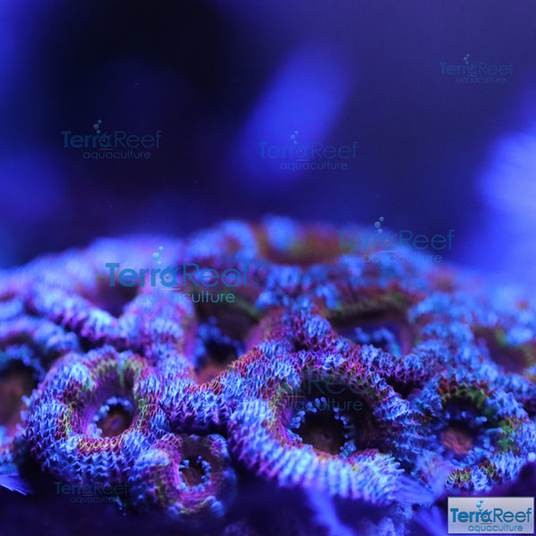 Rainbow Red Micromussa lordhowensis "Acan lord" Coral Frag Stock