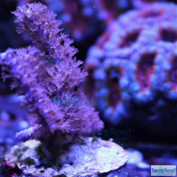 Dark Purple Gorgonian Stock