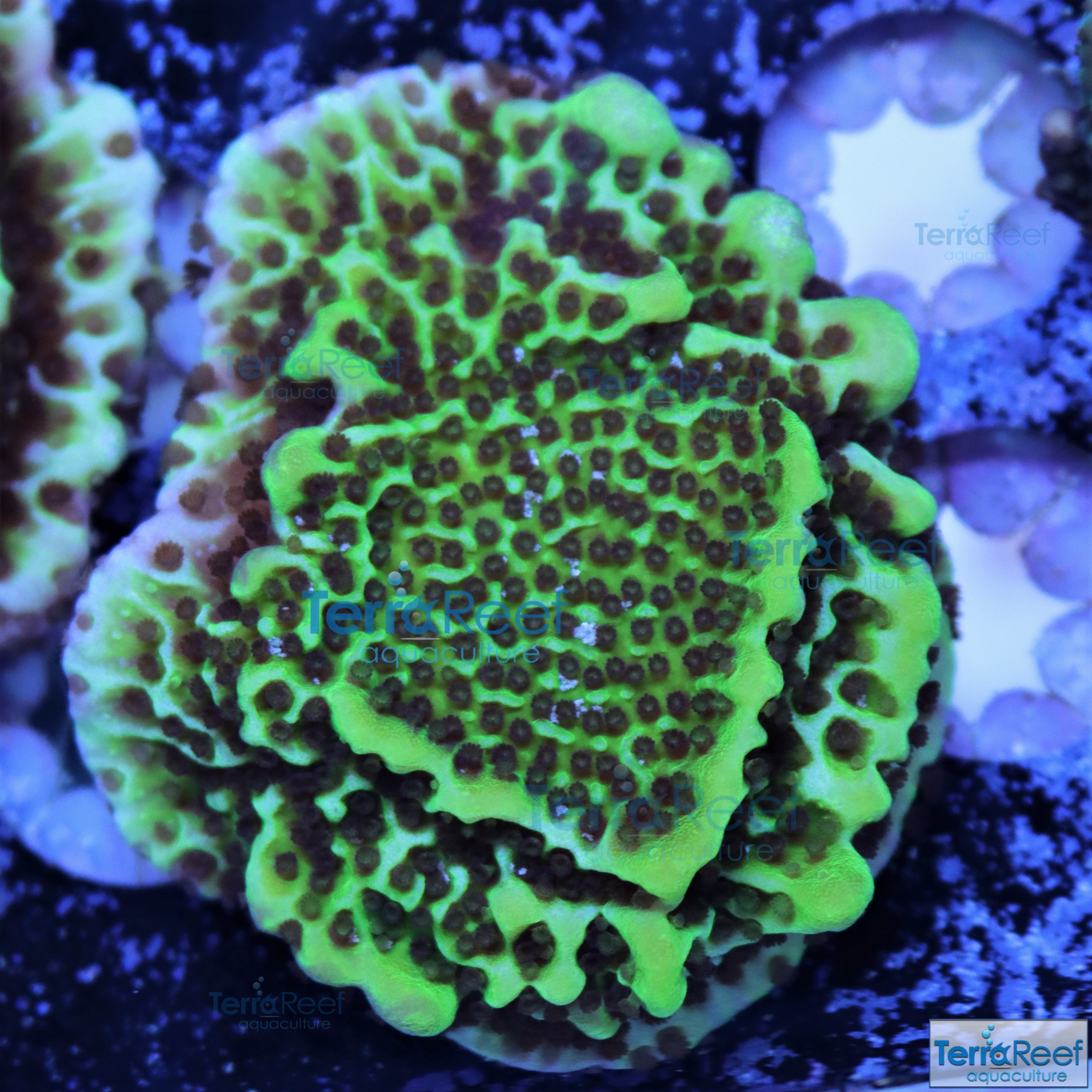 Montipora spongodes Frag Stock – TerraReef