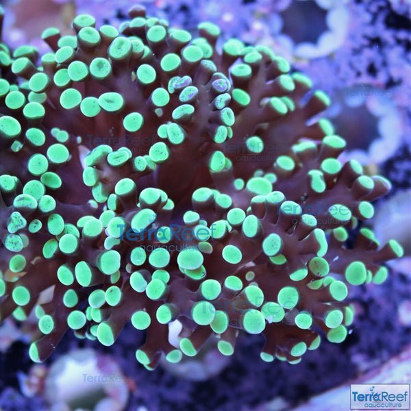 Green frogspawn Coral Frag Stock