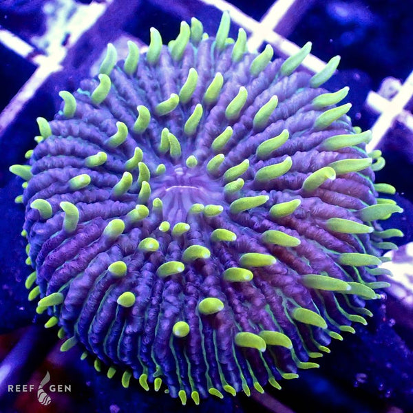 ReefGen Project-X Fungid Fungia Plate Coral Stock