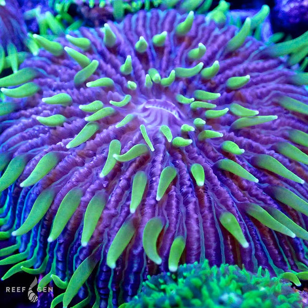 ReefGen Project-X Fungid Fungia Plate Coral Stock