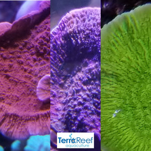 Coral Frag Packs