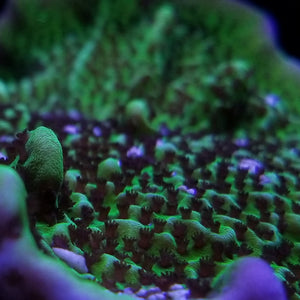 Montipora spongodes coral