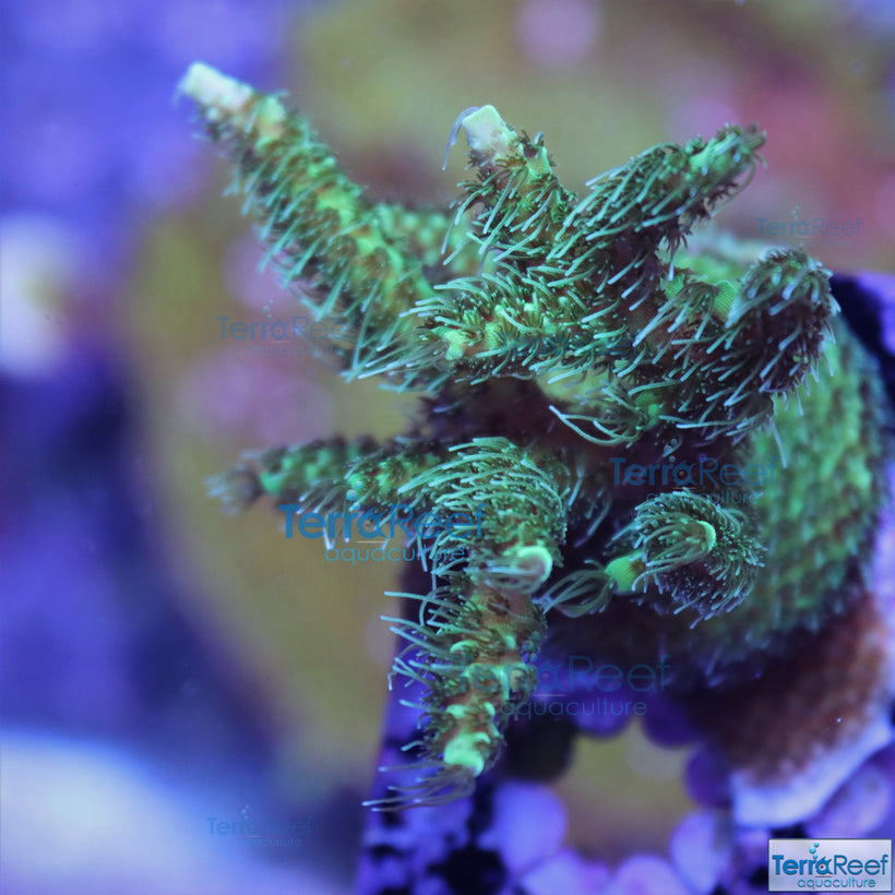 SPS Coral