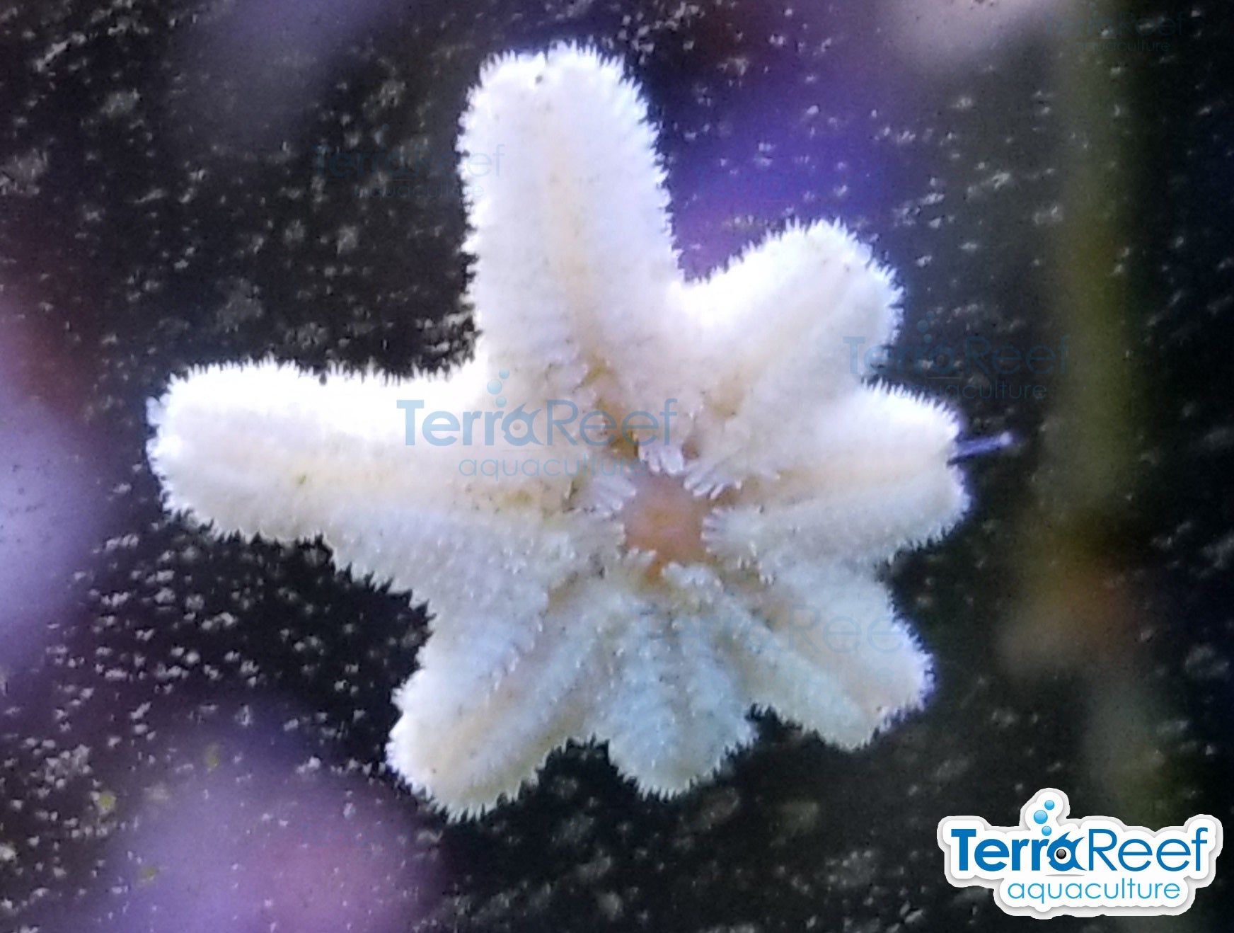 Close-up Aquilonastra Asterina starfish live aquacultured specimen