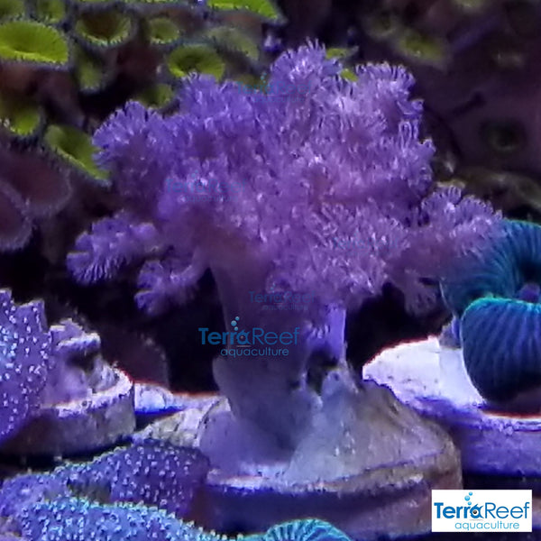 Colt Coral Soft Finger Leather Sinularia Frag Stock