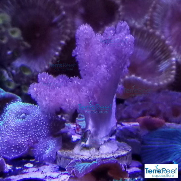Colt Coral Soft Finger Leather Sinularia Frag Stock