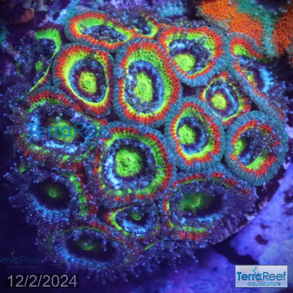 Holy Grail Micromussa coral frag close-up detail