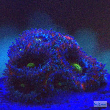 Holy Grail Micromussa Coral Micro F2M WYSIWYG Frag 1