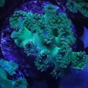 Pagoda cup coral (Turbinaria sp.) WYSIWYG Frag 25Right