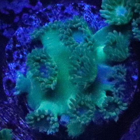 Pagoda cup coral (Turbinaria sp.) WYSIWYG Frag 26Mid