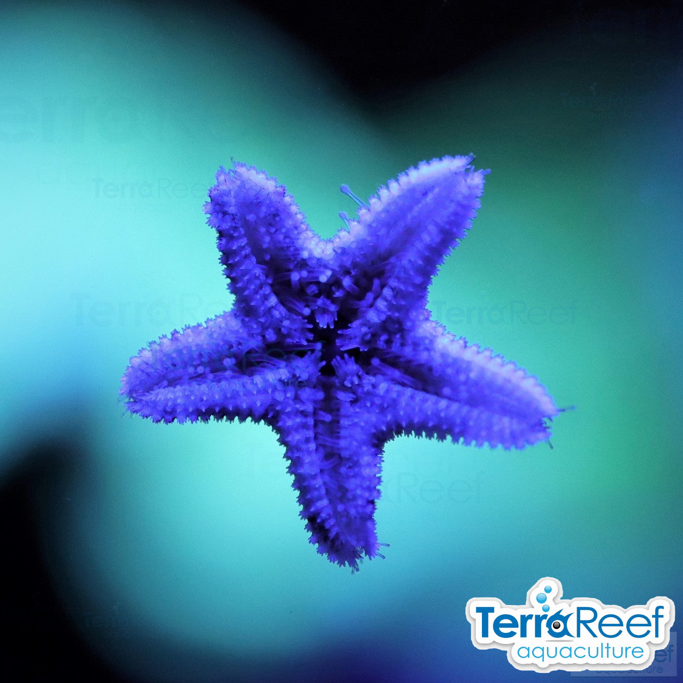 Asterina starfish Aquilonastra sea star pack for harlequin shrimp food
