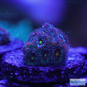 Holy Grail Micromussa Coral Micro F2M WYSIWYG Frag 3