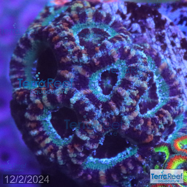 Teal Micromussa "Acan lord" WYSIWYG Frag 23Sink
