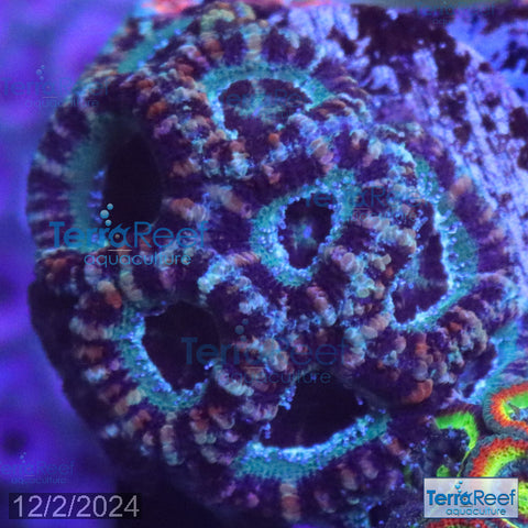 Teal Micromussa "Acan lord" WYSIWYG Frag 23Sink
