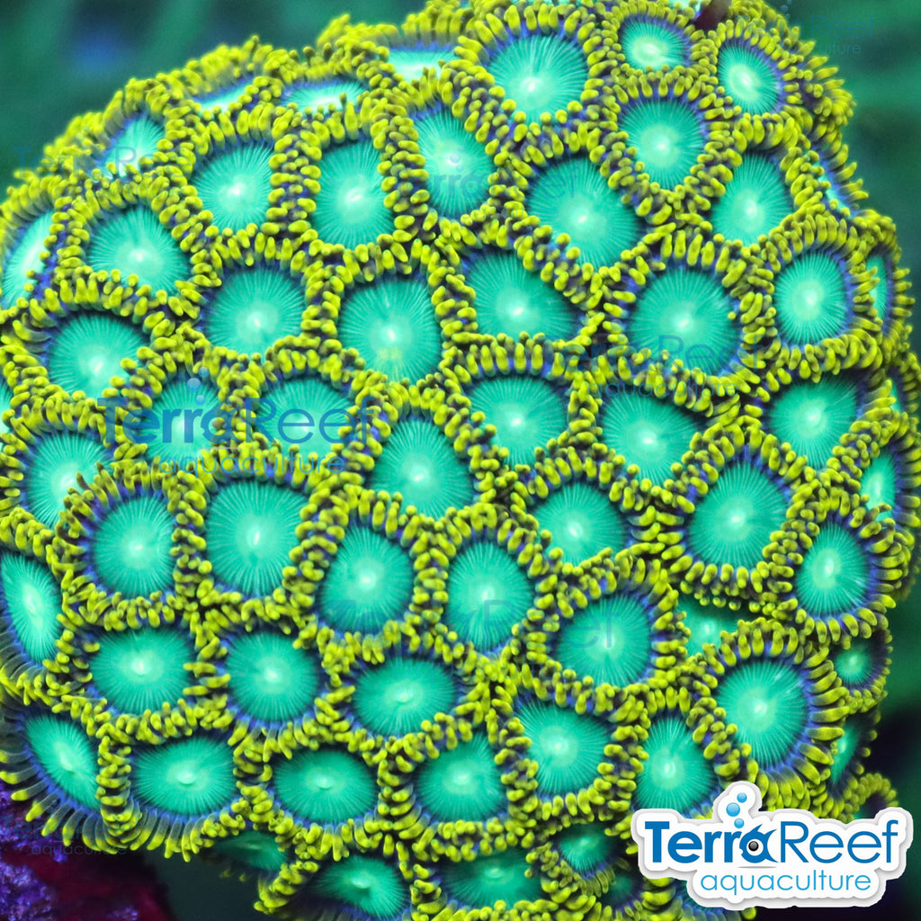 Radioactive Dragon Eyes Zoanthids