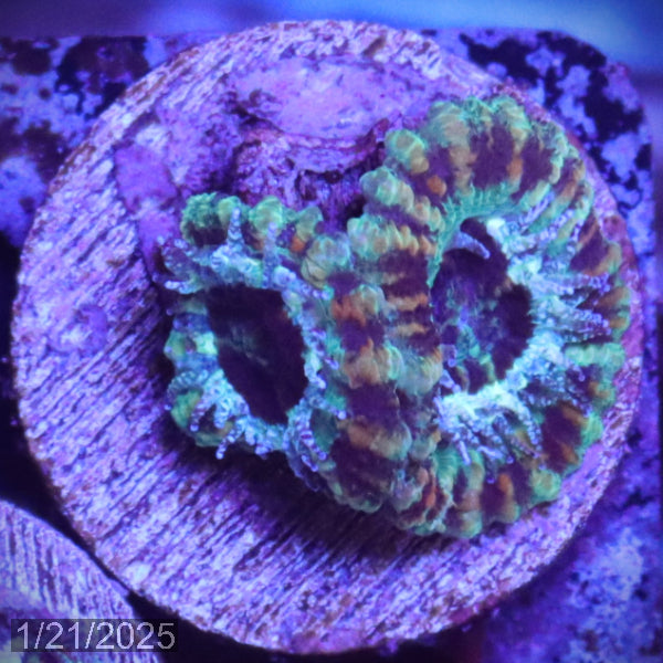 Teal Micromussa "Acan lord" WYSIWYG Frag 24RightStairs