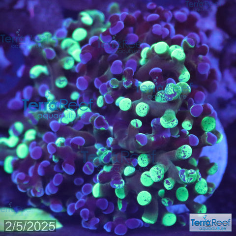 TerraReef MF Sweet Rainbow Bicolor Frogspawn WYSIWYG 21FarRight