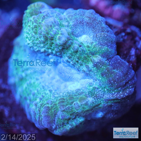 Green and teal Oulophyllia bennettae Coral WYSIWYG Frag 13