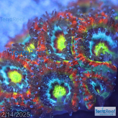Holy Grail Micromussa Coral Micro F2M WYSIWYG Frag 10LeftCent