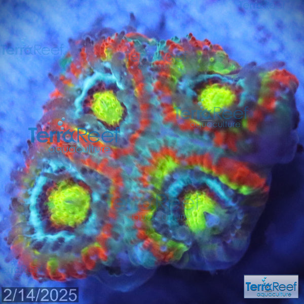 Holy Grail Micromussa Coral Micro F2M WYSIWYG Frag 11LeftMidCent