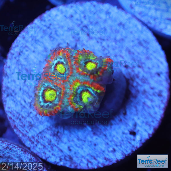 Holy Grail Micromussa Coral Micro F2M WYSIWYG Frag 11LeftMidCent