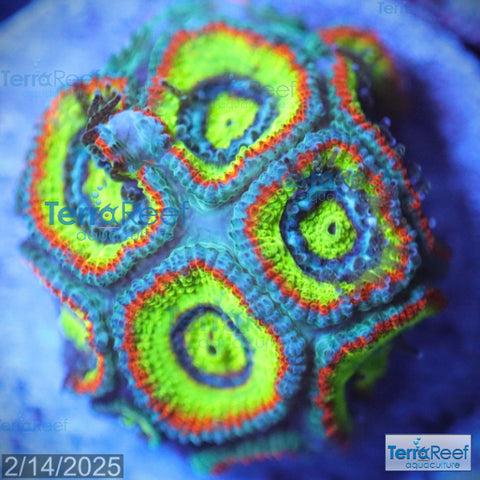 Holy Grail Micromussa Coral Micro F2M WYSIWYG Frag 12RightMidCent