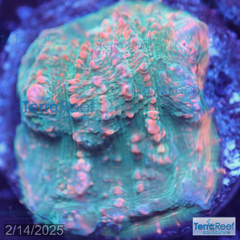 Red Green Chalice WYSIWYG Frag 24Left