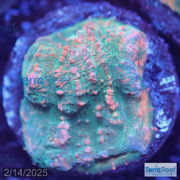 Red Green Chalice WYSIWYG Frag 24Left